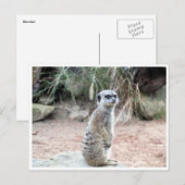 Carte Postale stand de meerkat (Devant / Derrière)