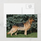 Carte Postale Stand de spectacle berger allemand (Devant / Derrière)