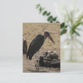 Carte Postale stand d'oiseaux (Debout devant)