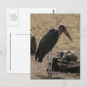 Carte Postale stand d'oiseaux (Devant / Derrière)