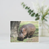 Carte Postale stand hippo (Debout devant)