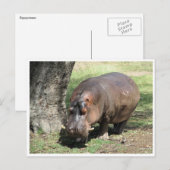 Carte Postale stand hippo (Devant / Derrière)