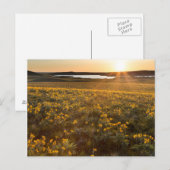 Carte Postale Stand Of Arrowleaf (Devant / Derrière)