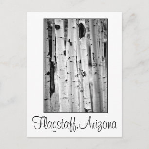 Carte Postale Stand tall Aspen's Flagstaff