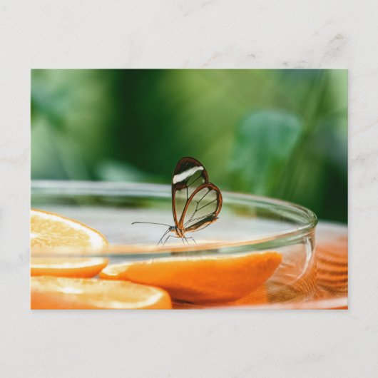 Carte postale standard (Devant)