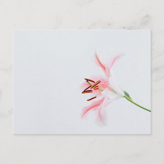 Carte postale standard (Devant)