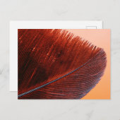 Carte postale standard (Devant / Derrière)