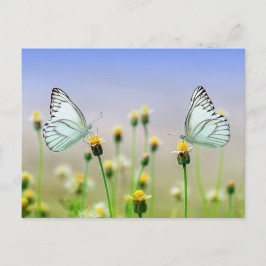 Carte postale standard (Devant)