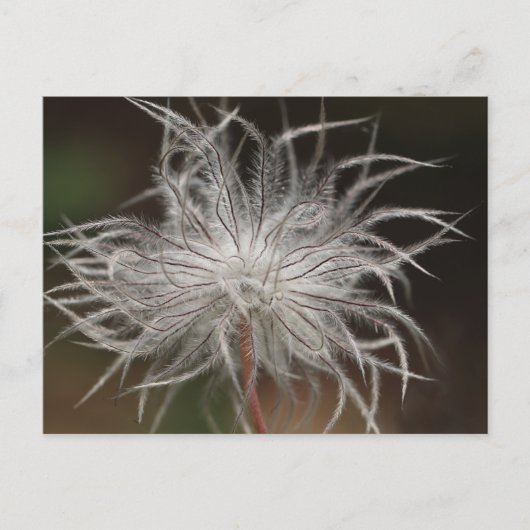 Carte postale standard (Devant)