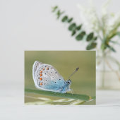 Carte postale standard (Debout devant)