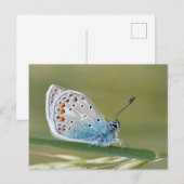 Carte postale standard (Devant / Derrière)