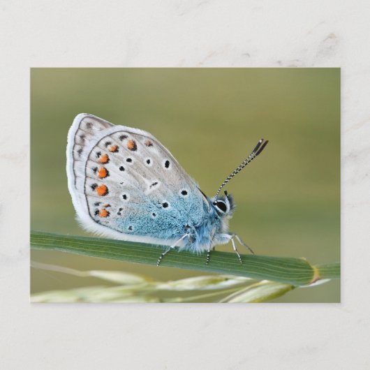 Carte postale standard (Devant)