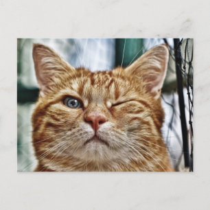 Carte postale standard