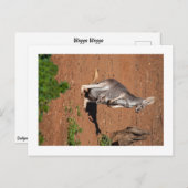 Carte postale standard (Devant / Derrière)