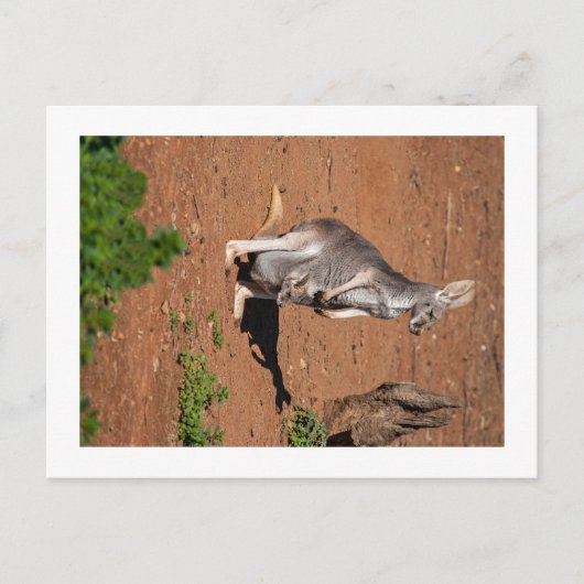 Carte postale standard (Devant)