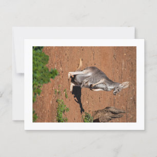 Carte postale standard