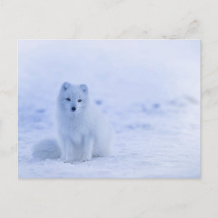 Carte postale standard