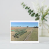 Carte postale standard (Debout devant)
