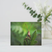 Carte postale standard (Debout devant)