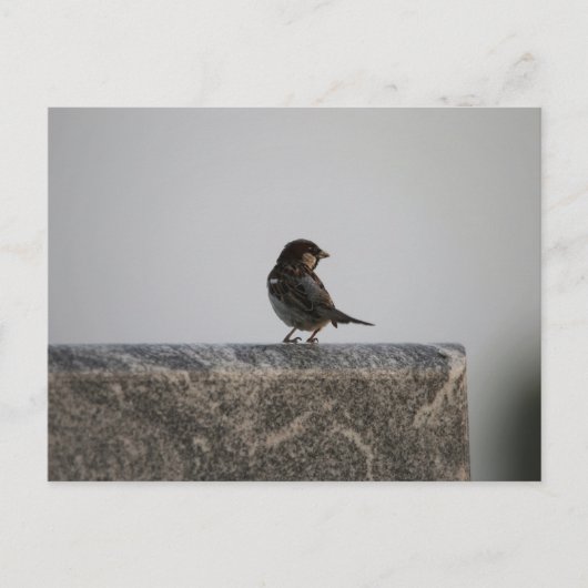 Carte postale standard (Devant)