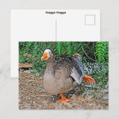 Carte postale standard (Devant / Derrière)