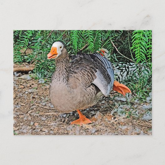 Carte postale standard (Devant)