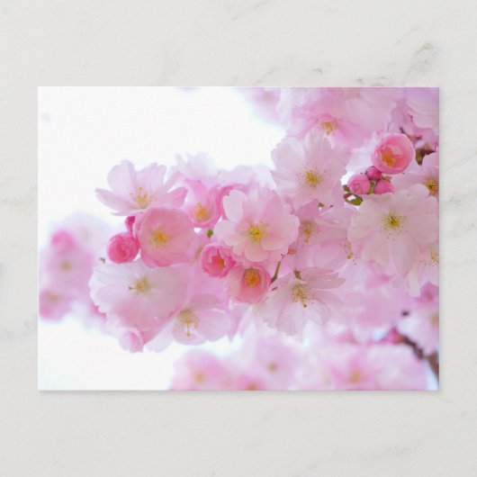 Carte postale standard (Devant)