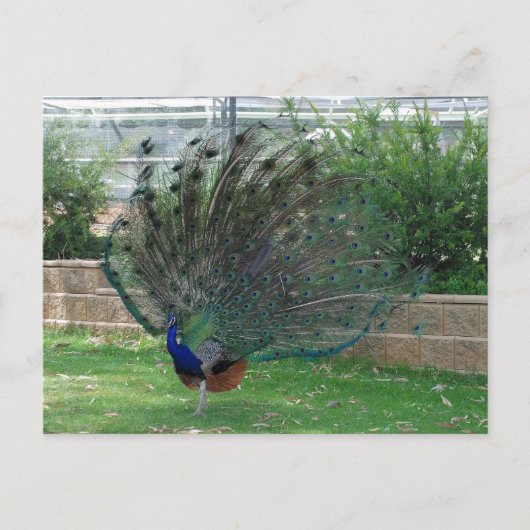 Carte postale standard (Devant)