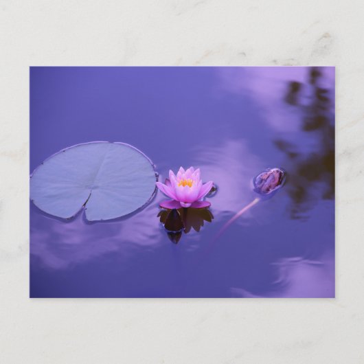 Carte postale standard (Devant)