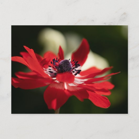 Carte postale standard (Devant)