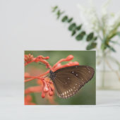 Carte postale standard (Debout devant)
