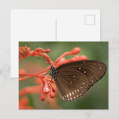 Carte postale standard (Devant / Derrière)
