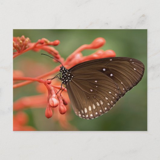 Carte postale standard (Devant)
