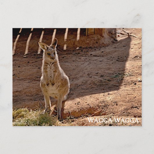 Carte postale standard (Devant)