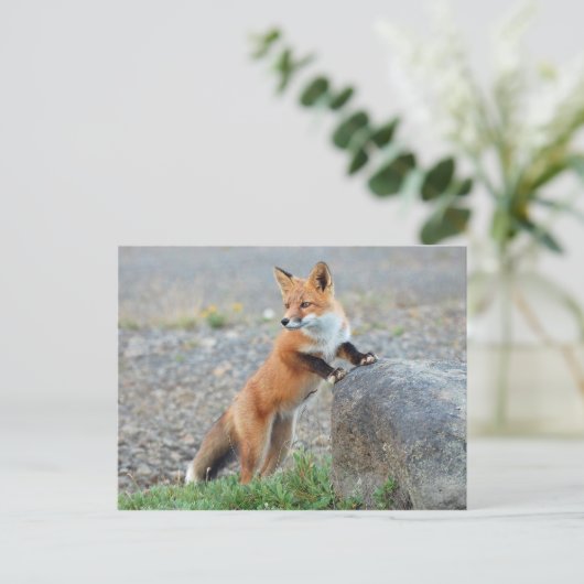 Carte Postale Standing red fox (Debout devant)