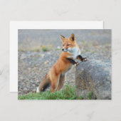 Carte Postale Standing red fox (Devant / Derrière)