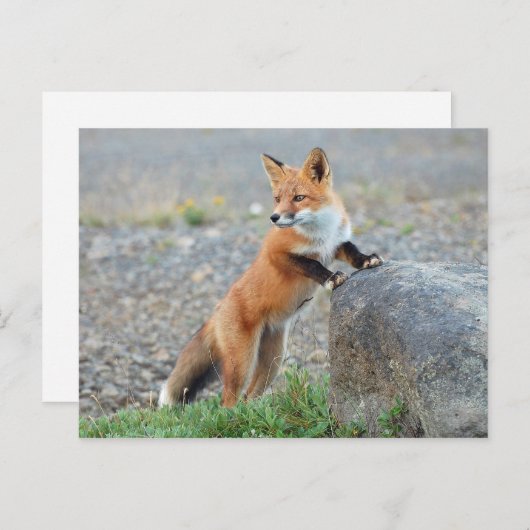 Carte Postale Standing red fox (Devant / Derrière)
