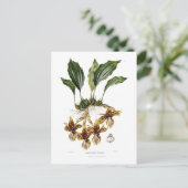 Carte Postale Stanhopea tigrina (Debout devant)