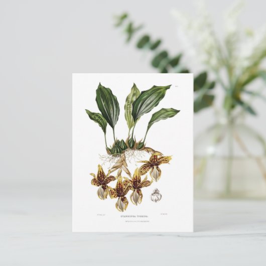 Carte Postale Stanhopea tigrina (Debout devant)