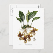 Carte Postale Stanhopea tigrina (Devant / Derrière)