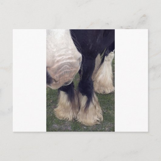 Carte Postale Stanley (Devant)