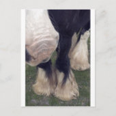 Carte Postale Stanley (Devant)