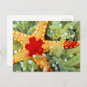 Carte Postale Star de la mer rouge et jaune (Devant / Derrière)