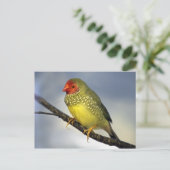 Carte postale Star Finch (Debout devant)