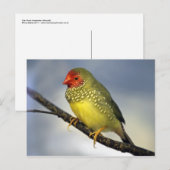 Carte postale Star Finch (Devant / Derrière)
