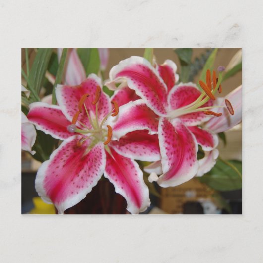 Carte postale Star Gazer Lily (Devant)