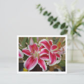 Carte postale Star Gazer Lily (Debout devant)