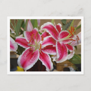 Carte postale Star Gazer Lily