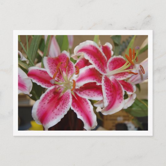 Carte postale Star Gazer Lily (Devant)