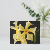 Carte Postale Star Jasmine Flower pccna (Debout devant)